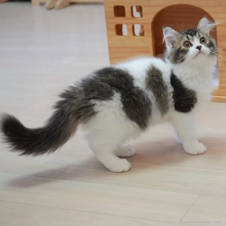 ID：2407-01608の子猫