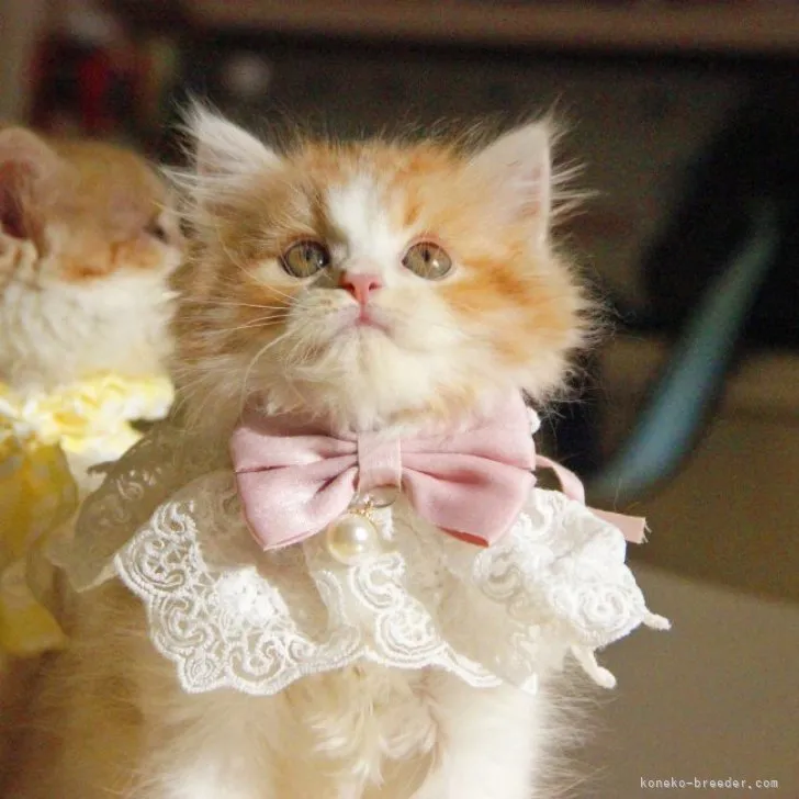 ID：2306-02790の子猫