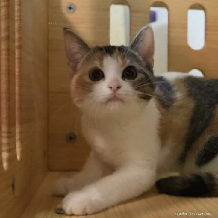 lucy 様のお迎えした子猫