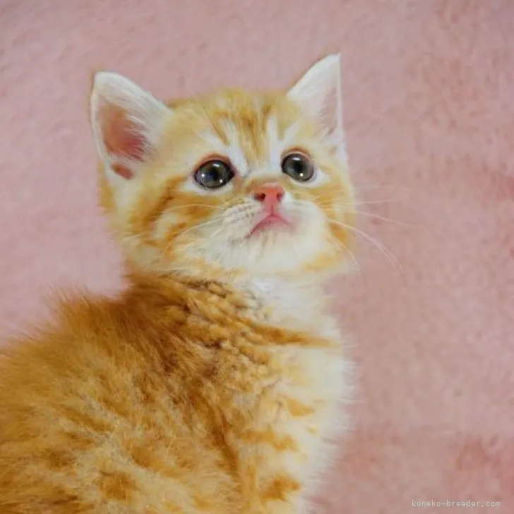 ID：2306-02781の子猫