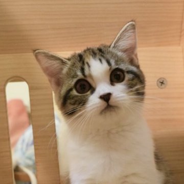 ミヌエット(長足)【大阪府・女の子・2023年7月15日・キャリコ】の写真「キャリコの四姉妹
🏆お父さんチャンピオン直子🏆」