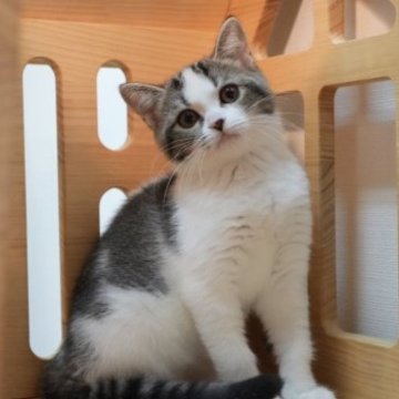 ミヌエット(長足)【大阪府・女の子・2023年7月15日・ブラウンタビー&ホワイト】の写真「キャリコの四姉妹
🏆お父さんチャンピオン直子🏆」