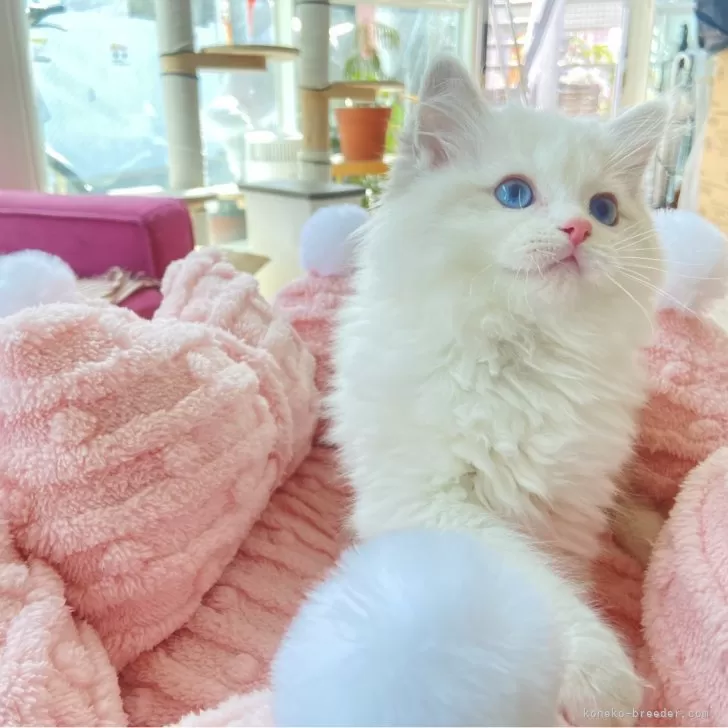 ID：2501-02155の子猫