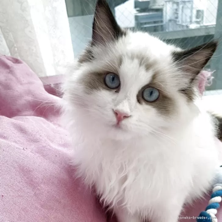 A.F 様のお迎えした子猫