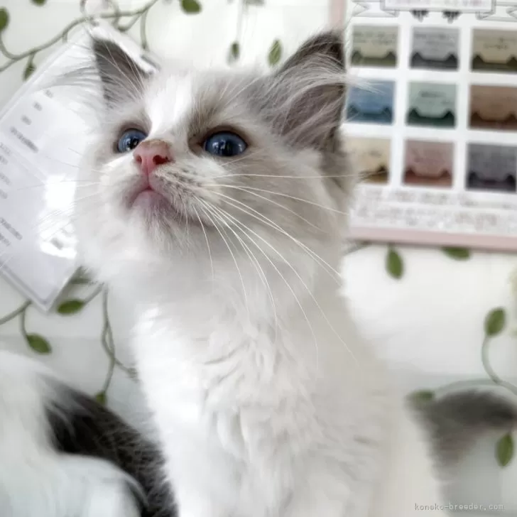 ID：2506-02385の子猫
