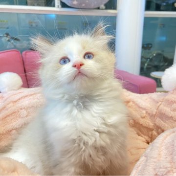 ラグドール【大阪府・男の子・2024年12月8日・シールポイントバイカラー】の写真「かしこいの子」