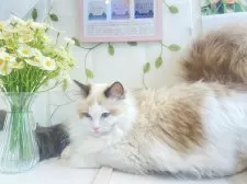 ラグドール【大阪府・女の子・2024年9月1日・シールポイントバイカラー】の写真3