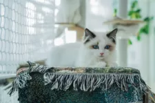 ラグドール【大阪府・女の子・2024年9月1日・シールポイントバイカラー】の写真3