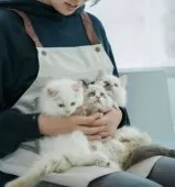 ラグドール【大阪府・男の子・2024年11月15日・シールポイントバイカラー】の写真4