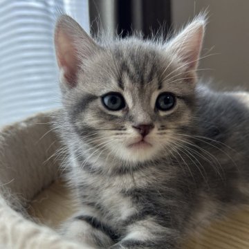 マンチカン(長足)【埼玉県・男の子・2024年7月13日・ブルーダビー】の写真「まんまる、やんちゃで元気な男の子♪」