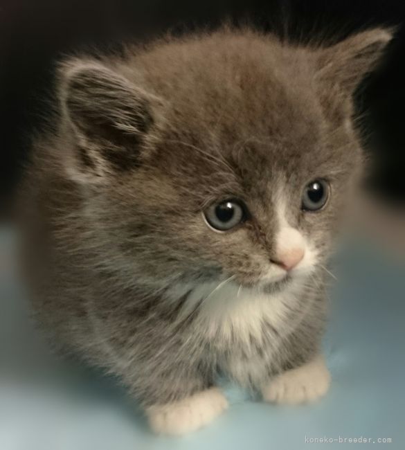 マンチカン｜鈴木　光之(すずき　みつゆき)ブリーダー(神奈川県・アメリカンカールなど・ICC/KCP登録)の紹介写真2