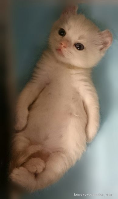 キンカロー｜鈴木　光之(すずき　みつゆき)ブリーダー(神奈川県・アメリカンカールなど・ICC/KCP登録)の紹介写真4