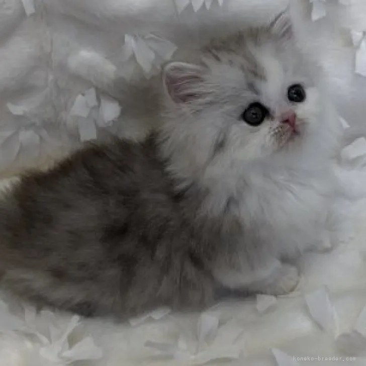 ID:2303-01957の子猫