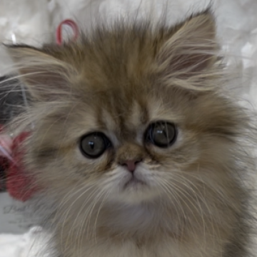 ペルシャ(チンチラ)【愛知県・男の子・2023年1月10日・チンチラゴールデン（ロング）】の写真「🌺甘えたkunで育ってます」