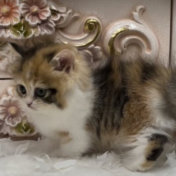 ミヌエット(短足)【愛知県・女の子・2024年5月18日・ブラウンパッチドタビー&ホワイト】の写真「🌸極短足の女の子」