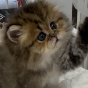 ペルシャ(チンチラ)【愛知県・男の子・2023年3月1日・チンチラゴールデン（ロング）】の写真「🌺お目目パッチリ可愛い男の子」