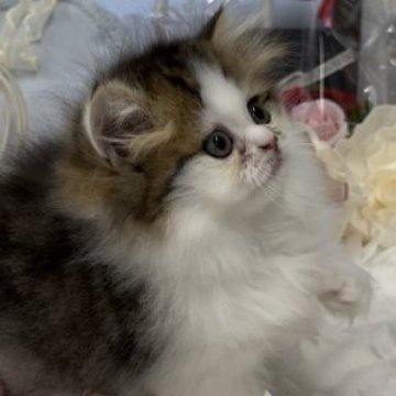 ミヌエット(短足)【愛知県・男の子・2023年2月8日・ブラウンタビー&ホワイト（ロング）】の写真「🌺可愛いお顔でちょ〜短足🐾」