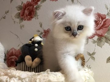 ペルシャ(チンチラ)【愛知県・男の子・2021年7月17日・チンチラシルバー】の写真「⚜️甘えん坊の男の子🤗」