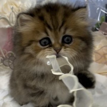 ペルシャ(チンチラ)【愛知県・女の子・2023年3月1日・チンチラゴールデン（ロング）】の写真「🌺お目目パッチリ可愛い女の子」