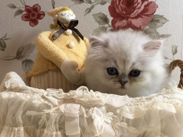 ペルシャ(チンチラ)【愛知県・女の子・2021年7月17日・チンチラシルバー】の写真「⚜️甘えん坊な女の子💕」