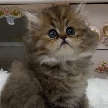ペルシャ(チンチラ)【愛知県・男の子・2024年5月29日・チンチラゴールデン（ロング）】の写真「☘️甘えたちゃんの男の子
7月25日掲載終了デス」
