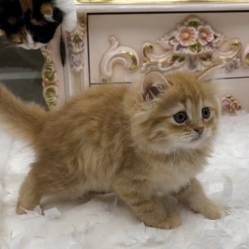 ミヌエット(長足)【愛知県・男の子・2024年5月18日・レッドタビー】の写真「☘️甘えたちゃんの男の子
7月18日までの掲載」