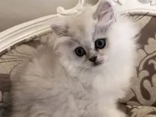 ペルシャ(チンチラ)【愛知県・男の子・2021年8月14日・チンチラシルバー】の写真1