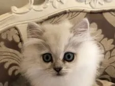 ペルシャ(チンチラ)【愛知県・男の子・2021年8月14日・チンチラシルバー】の写真4