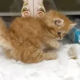 ミヌエット(短足)【愛知県・男の子・2025年7月1日・レッドタビー】の写真10