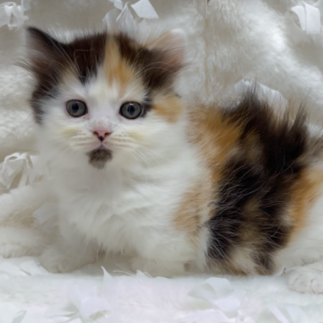 ミヌエット(短足)【愛知県・女の子・2025年2月6日・キャリコ】の写真「🌸極短足の可愛い女の子」