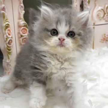 スコティッシュフォールド(立ち耳)【愛知県・男の子・2025年7月1日・ブルータビー&ホワイト（ロング）】の写真「🌟可愛いブルーkun」