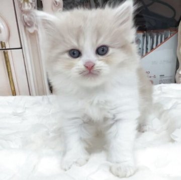 ミヌエット【愛知県・男の子・2025年12月4日・クリーム&ホワイト（ロング）】の写真「🍀写真写りが悪い僕ちゃんなので動画見てね」