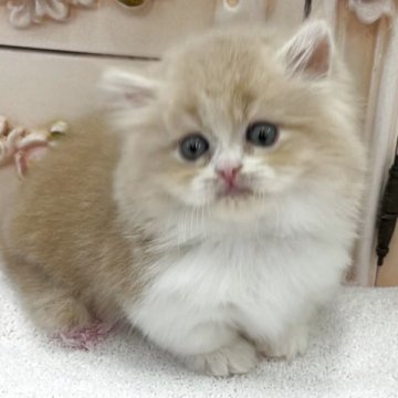 ミヌエット【愛知県・男の子・2025年12月4日・クリーム&ホワイト（ロング）】の写真「🍀極短足BOY」