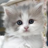 ミヌエット(長足)