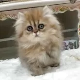 ペルシャ(チンチラ)