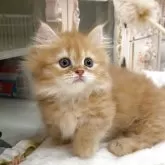 ミヌエット(短足)【愛知県・男の子・2025年7月1日・レッドタビー】の写真1