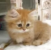 ミヌエット(短足)【愛知県・男の子・2025年7月1日・レッドタビー】の写真2