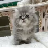 ペルシャ(チンチラ)【愛知県・男の子・2025年8月6日・ブルーチンチラゴールデン】の写真3