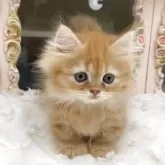 ミヌエット(短足)【愛知県・男の子・2025年7月1日・レッドタビー】の写真3