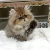 ペルシャ(チンチラ)【愛知県・男の子・2025年7月25日・シェーデッドゴールデン】の写真3