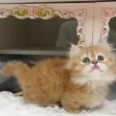 ミヌエット(短足)【愛知県・男の子・2025年7月1日・レッドタビー】の写真4