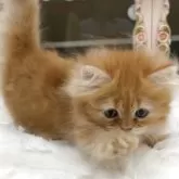 ミヌエット(短足)【愛知県・男の子・2025年7月1日・レッドタビー】の写真6