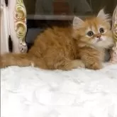 ミヌエット(短足)【愛知県・男の子・2025年7月1日・レッドタビー】の写真7