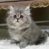 ペルシャ(チンチラ)【愛知県・男の子・2025年8月6日・ブルーチンチラゴールデン】の写真7