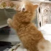 ミヌエット(短足)【愛知県・男の子・2025年7月1日・レッドタビー】の写真8