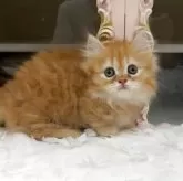 ミヌエット(短足)【愛知県・男の子・2025年7月1日・レッドタビー】の写真9