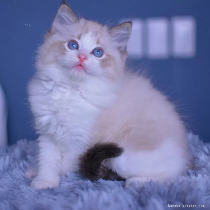 ID:2404-02513の子猫
