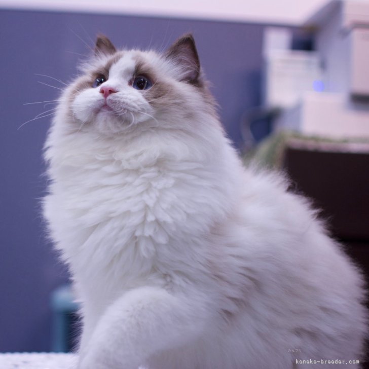 パープル猫 ユニセックス】 猫柄パーカー おもしろパーカー 猫侍パーカー