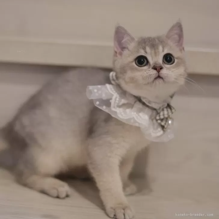 ID：2408-01721の子猫