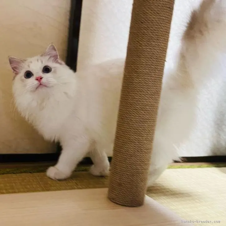 ID：2210-01707の子猫